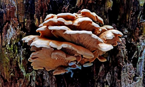 Pleurotus pulmonarius