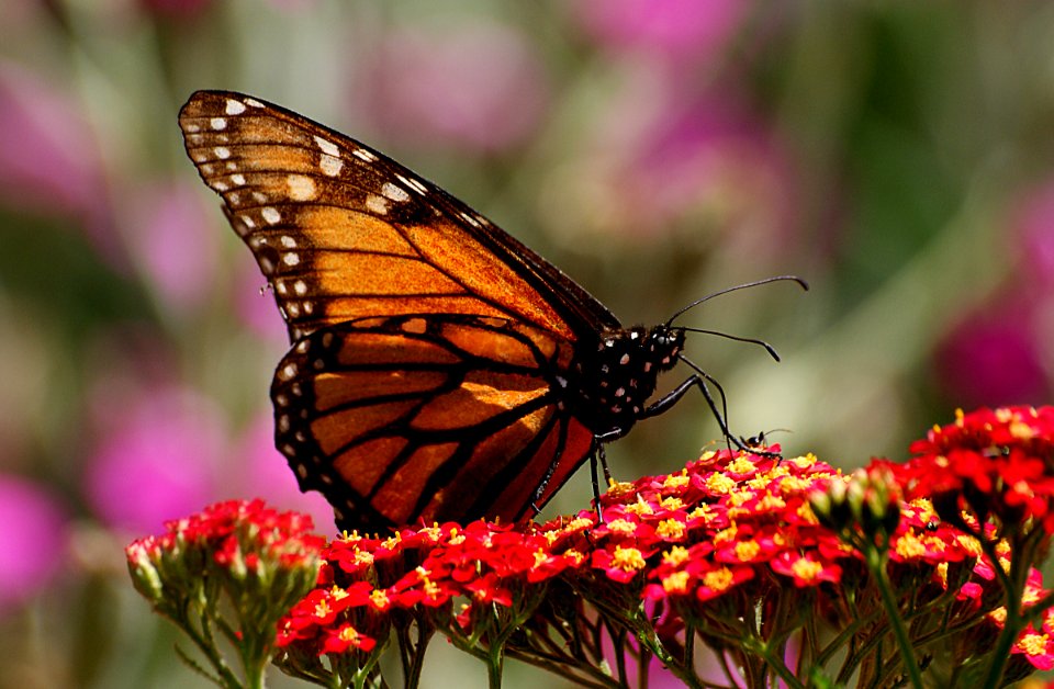 Monarch Butterfly.(Danaus plexippus)