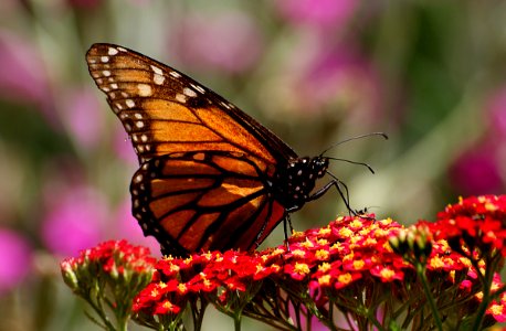 Monarch Butterfly.(Danaus plexippus) photo