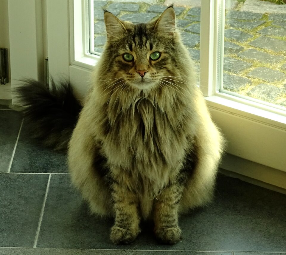 Cat pet norwegian forest cat photo