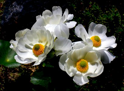 The Mount Cook Lily. photo