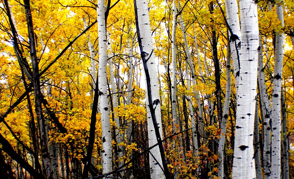The Aspens Fish Creek Calgary.