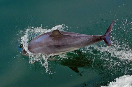 Dolphin making a big splash.