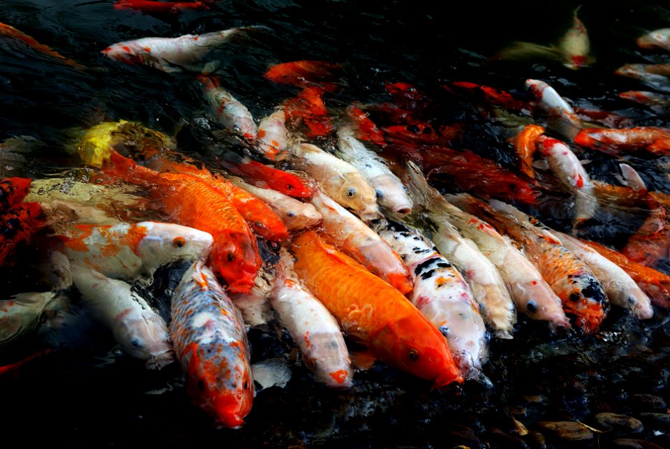 Koi carp. (Cyprinus carpio)