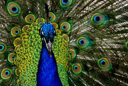 Peacock portrait. photo