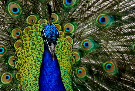 Peacock portrait.