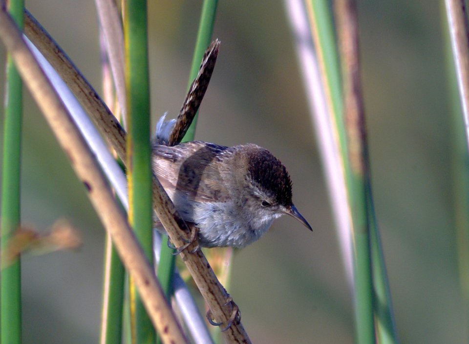 WREN, MARSH (6-9-08) oso flaco lake, san luis obispo co, ca -02