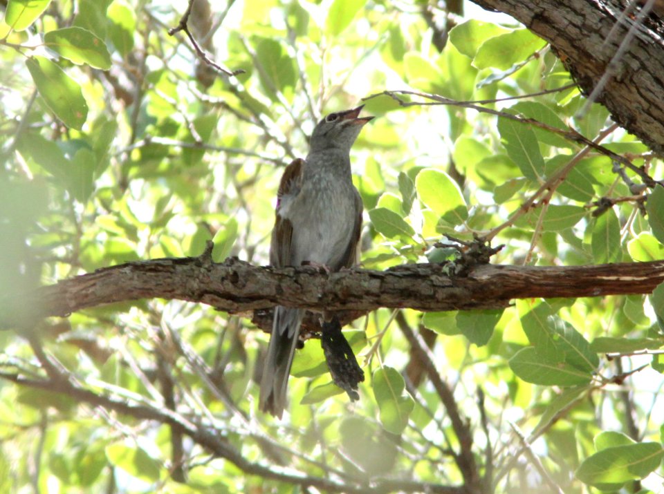SOLITAIRE, BROWN-BACKED (7-27-09) 1430 hours, near #4 at , ramsey cyn, az -03