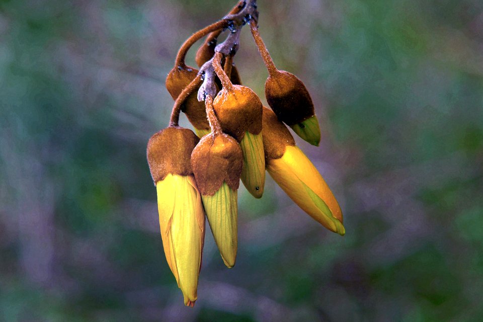 KOWHAI  (Sophora spp.).