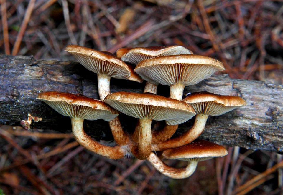 Sulphur tuft. (Hypholoma fasciculare)