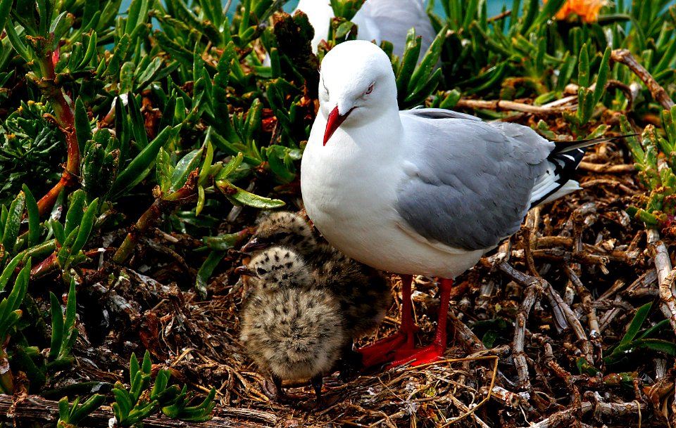 Red Billed Gull And Chick