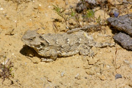 09-037 Horned Lizard (Phyrnosoma coronatum)