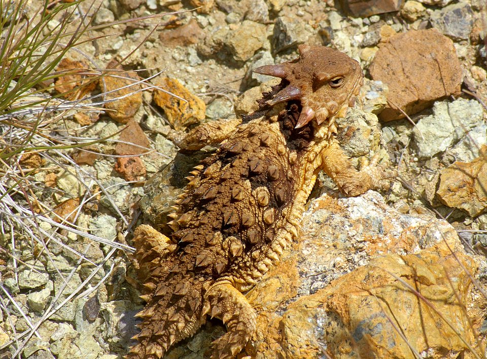 HORNED LIZARD, COAST (phrynosoma coronatum) (6-14-08) cerro alto north ridge, slo co, ca -02