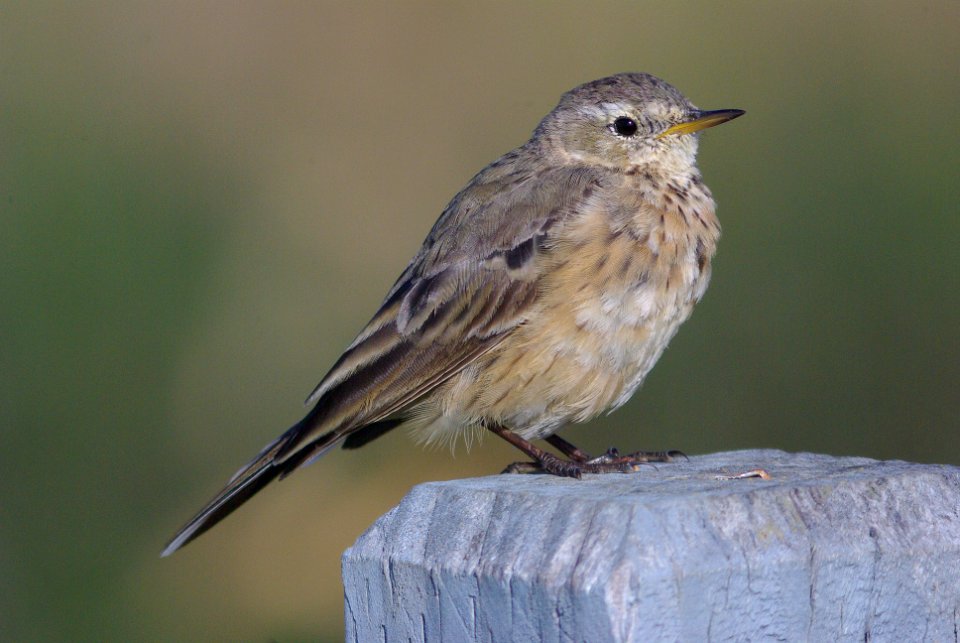 PIPIT, AMERICAN (3-26-09) cloisters -01