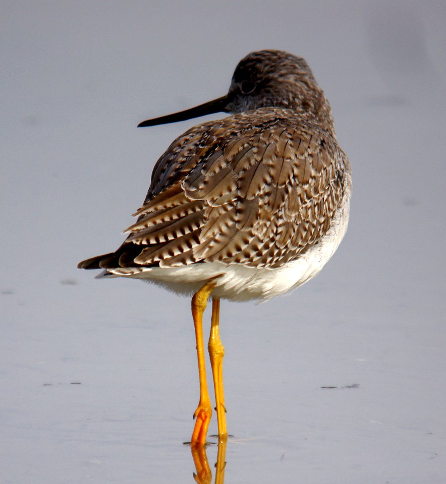 YELLOWLEGS, GREATER (1-2-07)-1