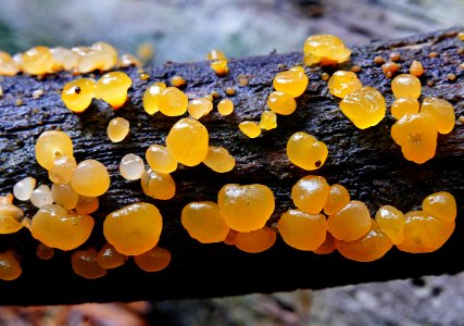 Alpine jelly cone. ( Guepiniopsis alpina )