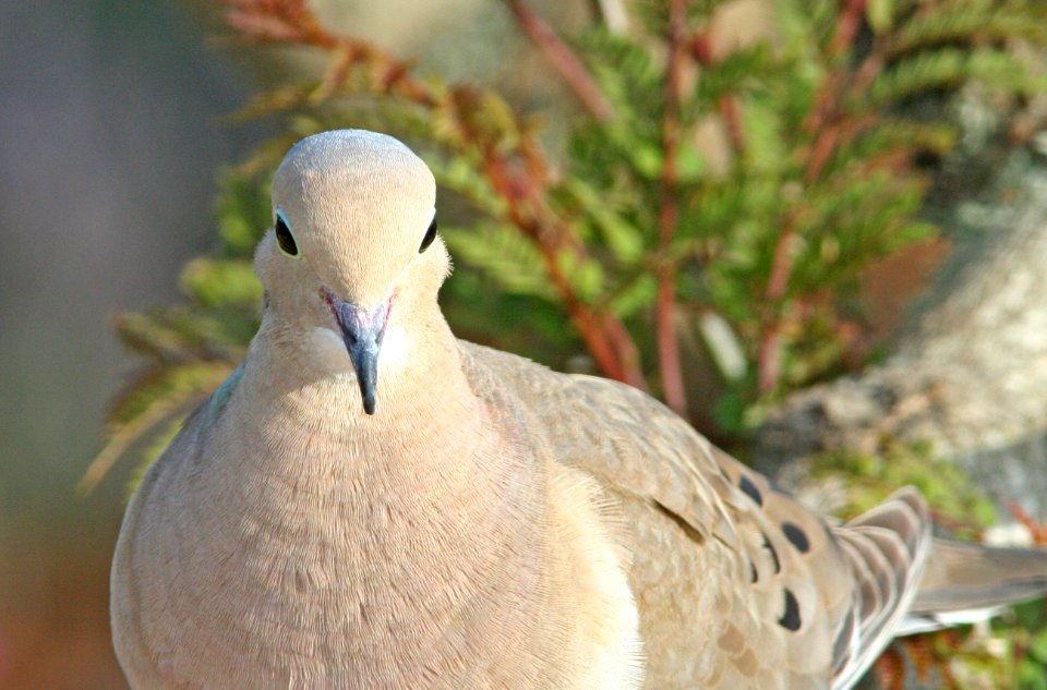 DOVE, MOURNING (5-24-08) canet rd, san luis obispo co, ca -02