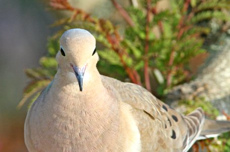 DOVE, MOURNING (5-24-08) canet rd, san luis obispo co, ca -02 photo