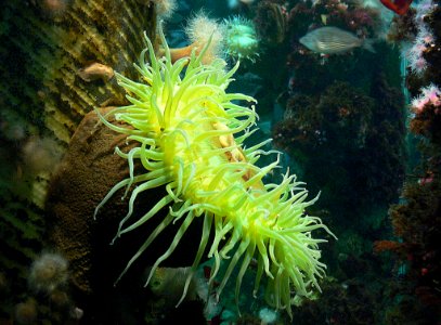 Sea Anemones. photo