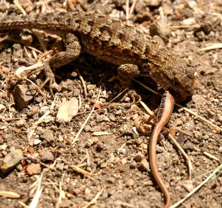 LIZARD, WESTERN FENCE (sceloporus occidentalis) (8-30-06) eating young alligator lizard, canet rd, morro bay, slo co, ca-1