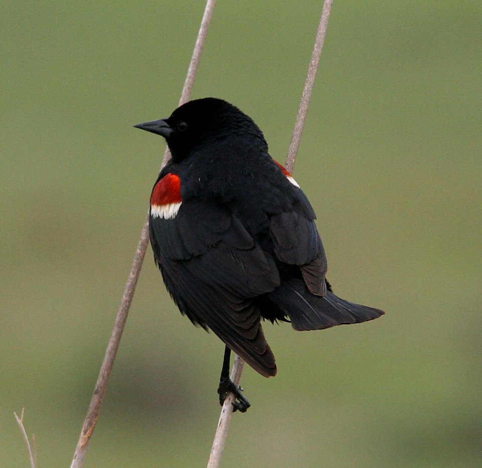 BLACKBIRD, TRI-COLORED (4-6-08) -04