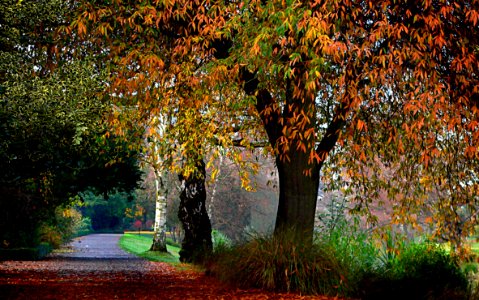 Hagley Park Christchurch.NZ