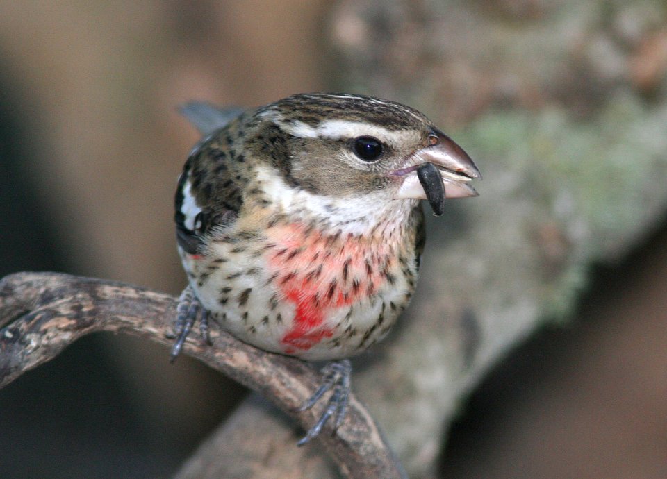 GROSBEAK, ROSE-BREASTED (12-18-08) hatch year male, canet rd -02