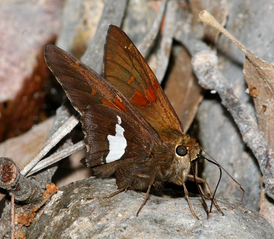 SKIPPER, SILVER-SPOTTED (epargyreus clarus) (6-21-09) cave creek cyn, az -02