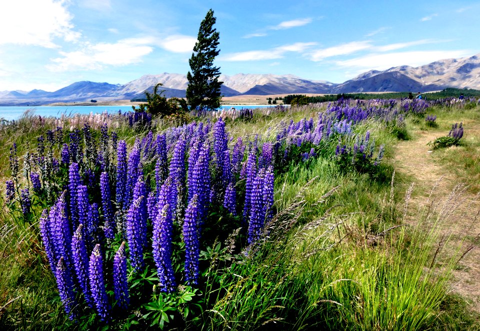 The blue lupins.