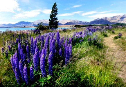 The blue lupins.
