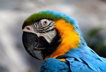 Blue and yellow Macaw. (Ara ararauna), photo
