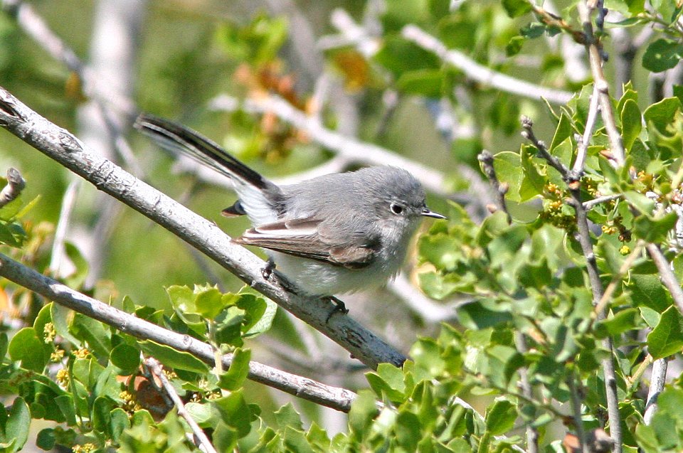 GNATCATCHER, BLUE-GRAY (4-20-08) carrizo, caliente slope -05