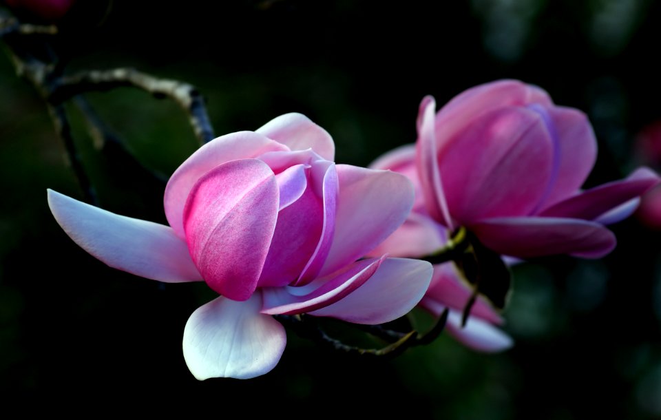 Magnolia. Campbellii.