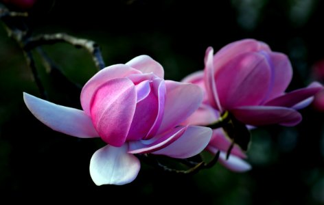 Magnolia. Campbellii. photo