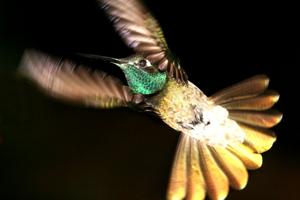 RIVOLI'S HUMMINGBIRD (6-18-09) madera cyn -06
