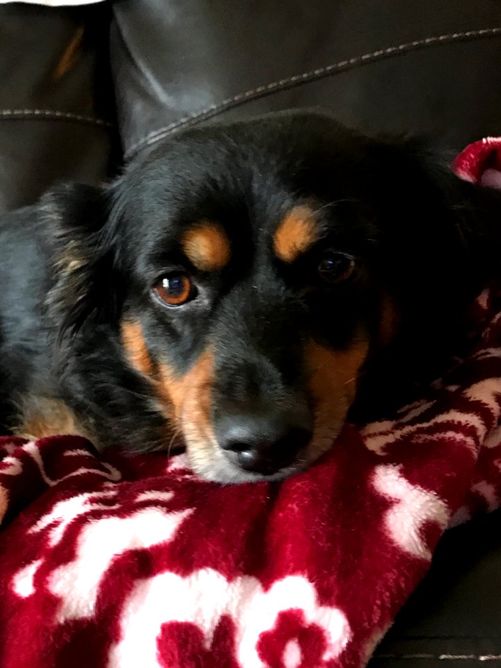 bored dog