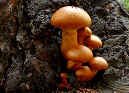 Gymnopilus junonius,