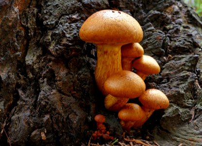 Gymnopilus junonius, photo