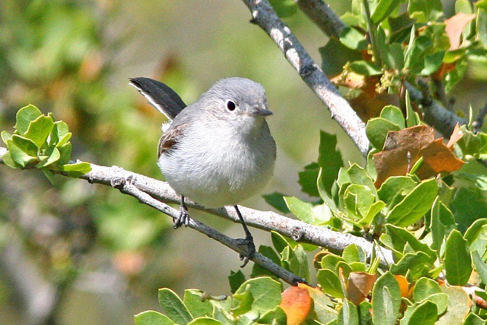 GNATCATCHER, BLUE-GRAY (4-20-08) carrizo, caliente slope -03
