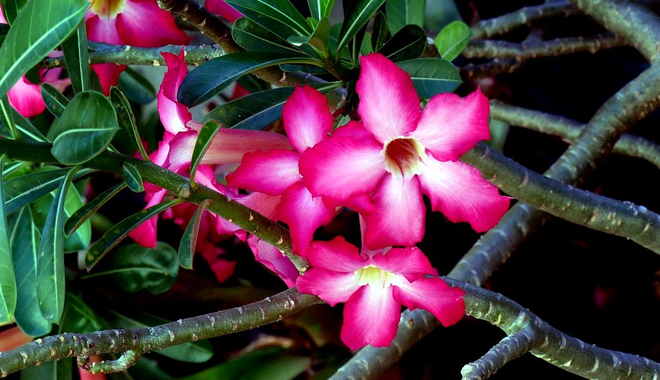 Desert Rose (Adenium obesum)