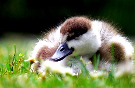 Paradise shelduck young. photo