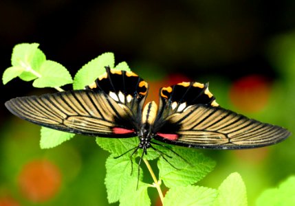 Scarlet Swallowtail. photo