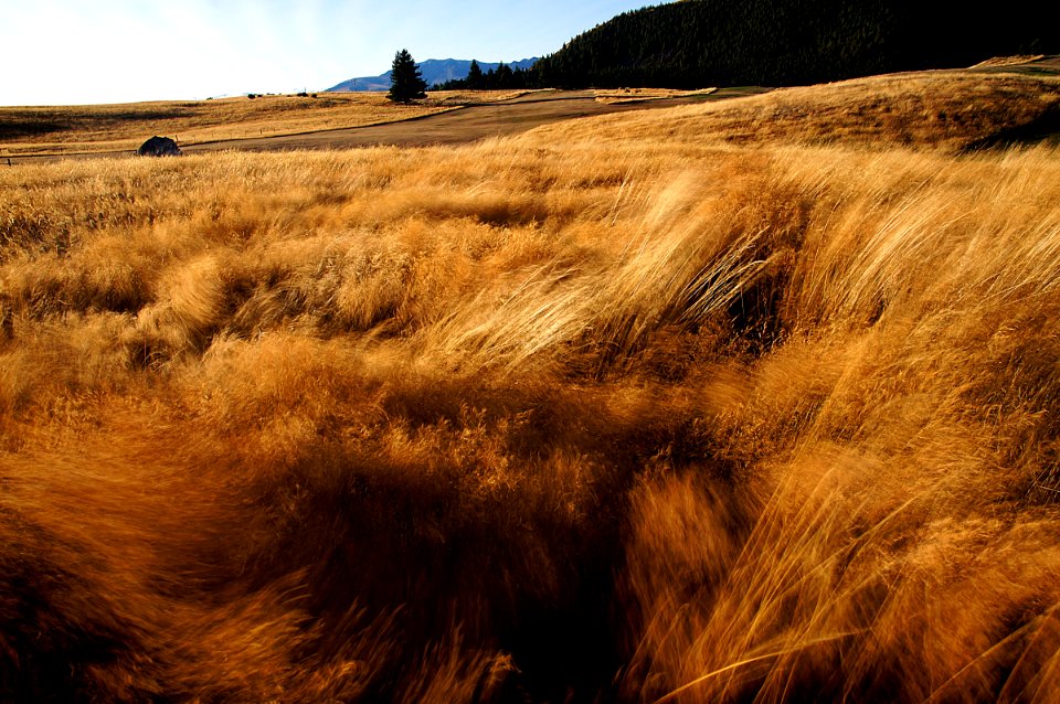 Wind blown landscape.