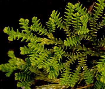 Club Moss.
