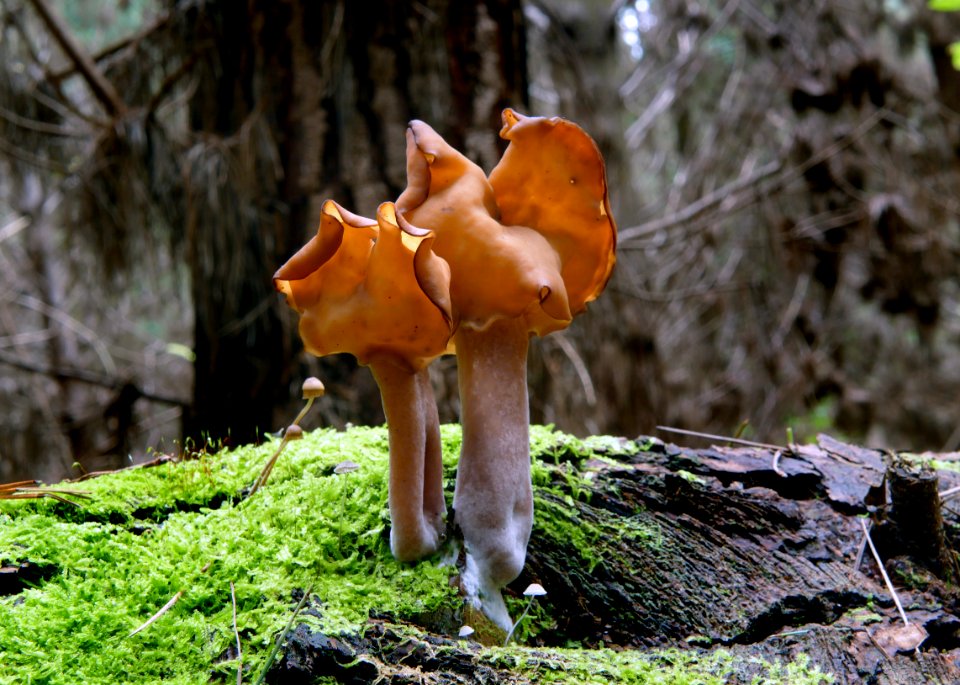 Gyromitra tasmanica (False morel).