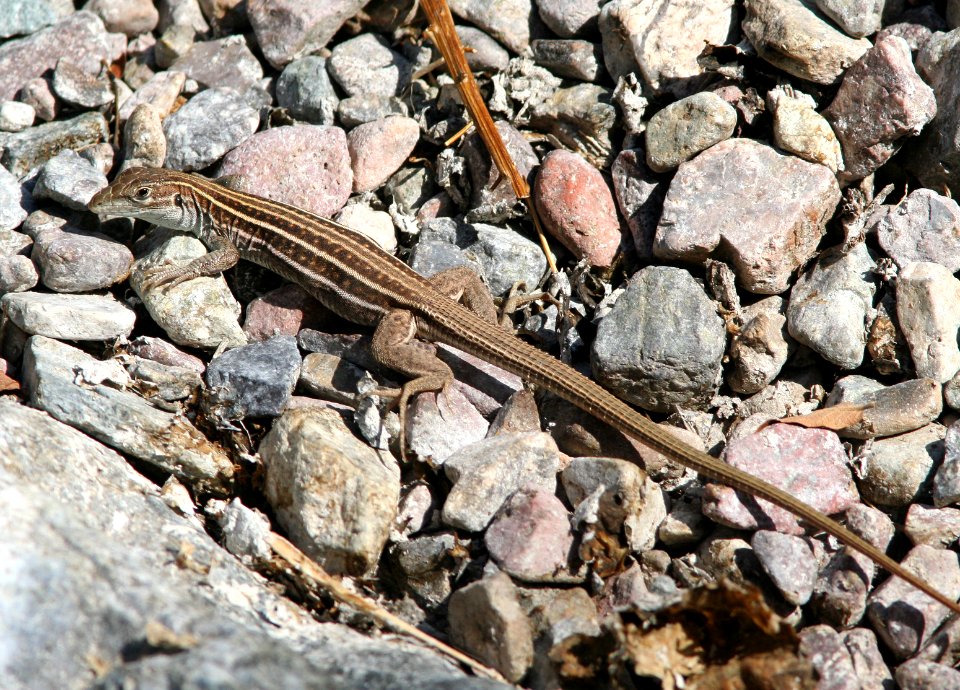 WHIPTAIL, SONORAN SPOTTED (Aspidoscelis sonorae) (6-18-09) florida wash, pima co, az -03