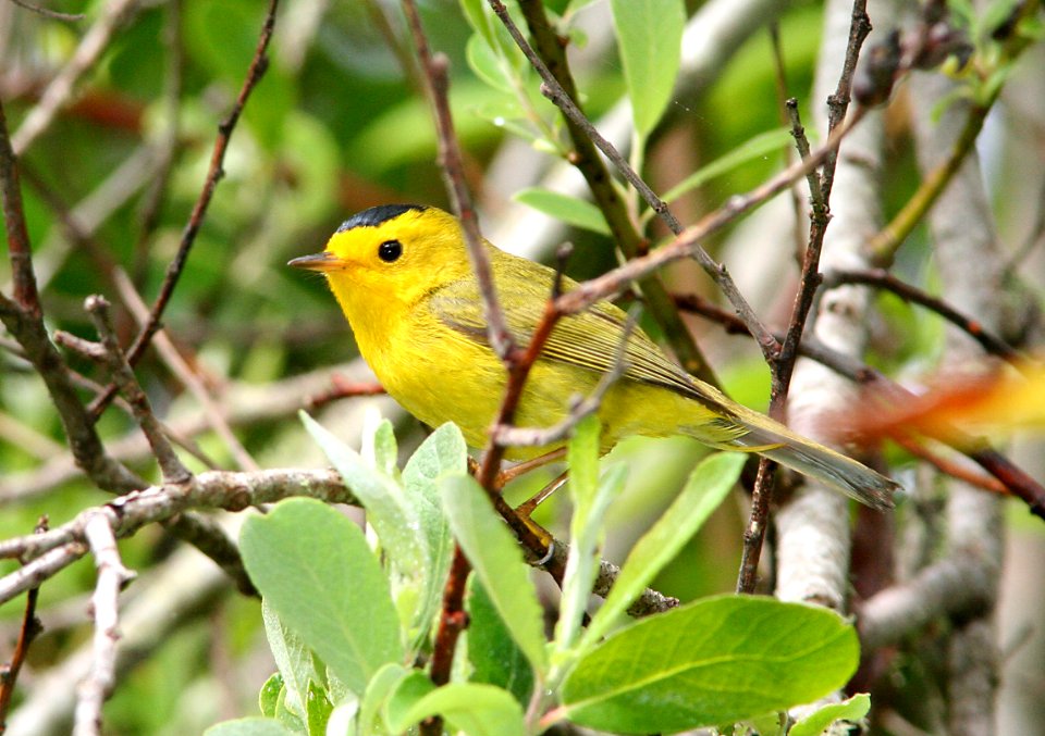 WARBLER, WILSON'S (4-3-08) coon creek -1