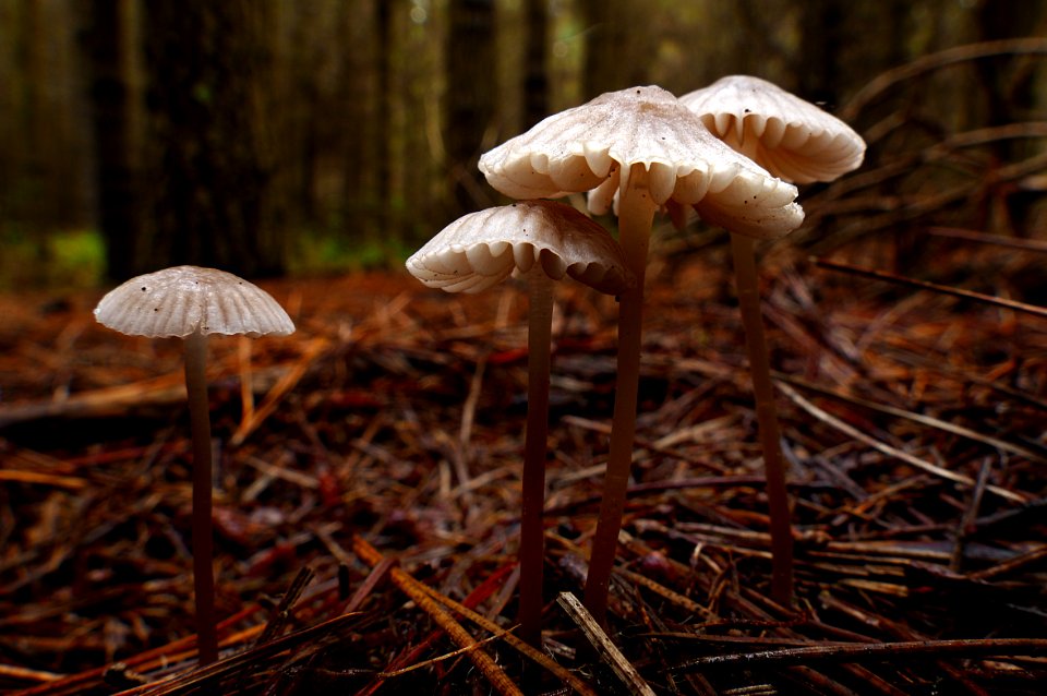 Mycena.