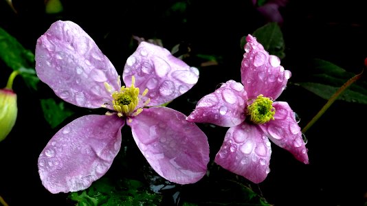 Clematis Montana