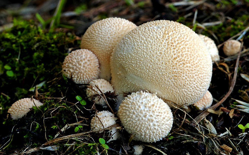 Lycoperdon pyriforme,(Pear shaped puffball